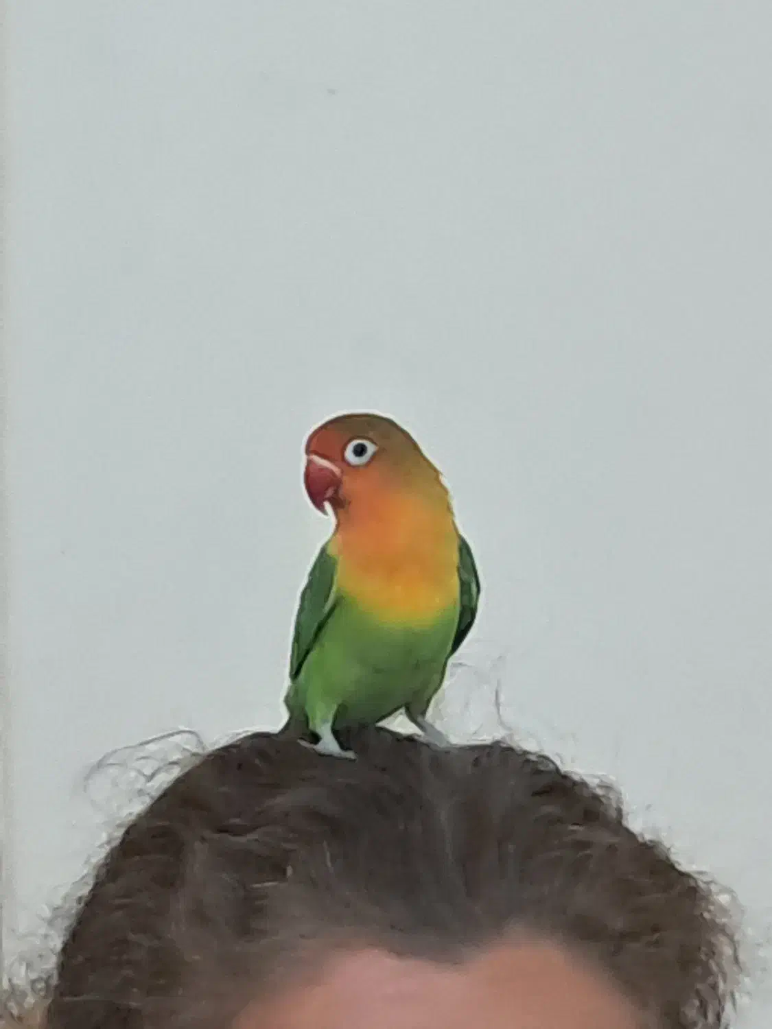 فروش طوطی برزیلی|پرنده|تهران, زرکش|دیوار