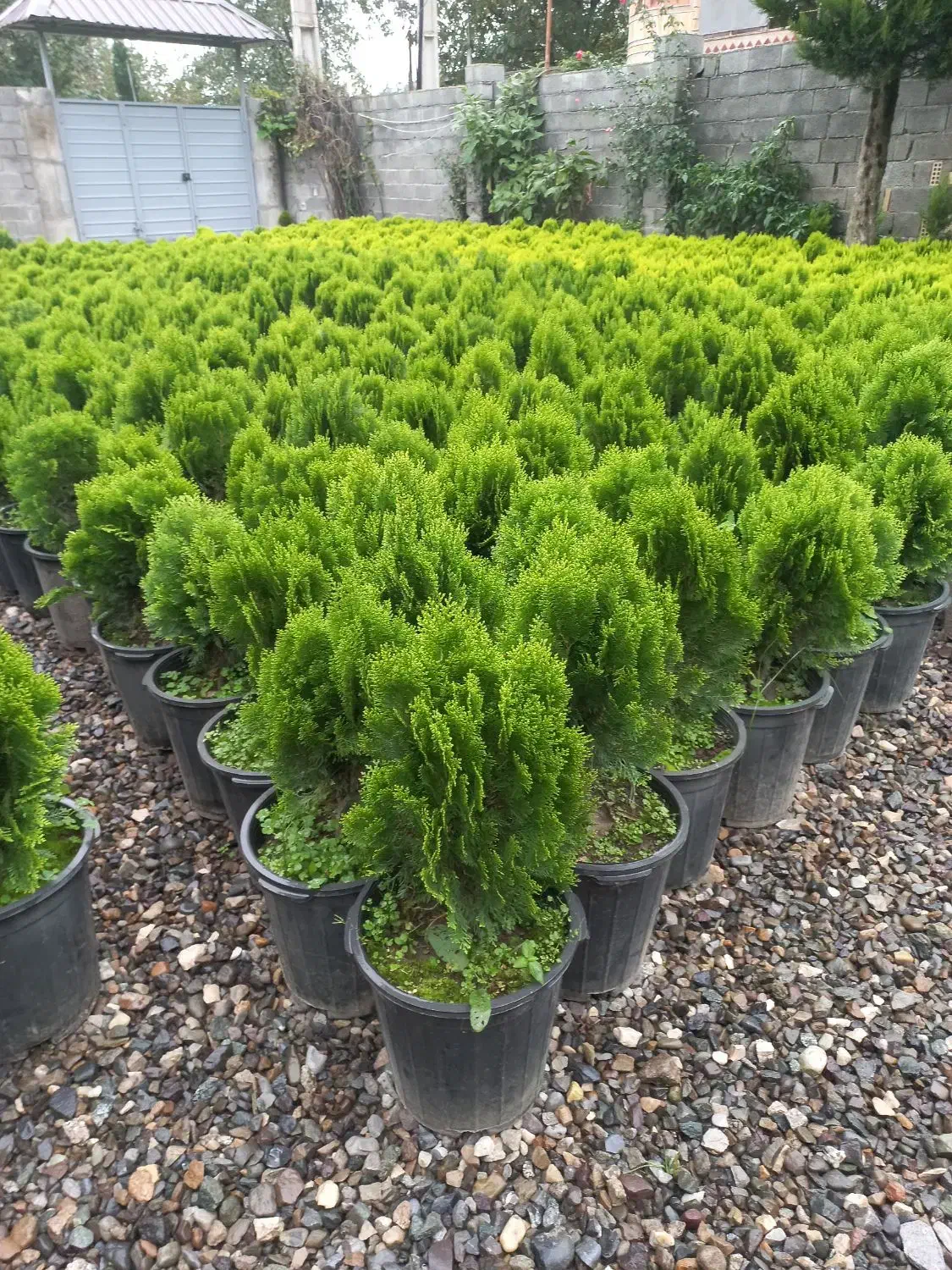 کامیس|خدمات باغبانی و درختکاری|تنکابن, |دیوار