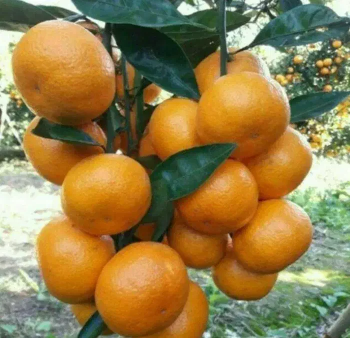 فروش ۵ تن نارنگی و پرتقال روی درخت|عمدهفروشی|بهشهر, |دیوار