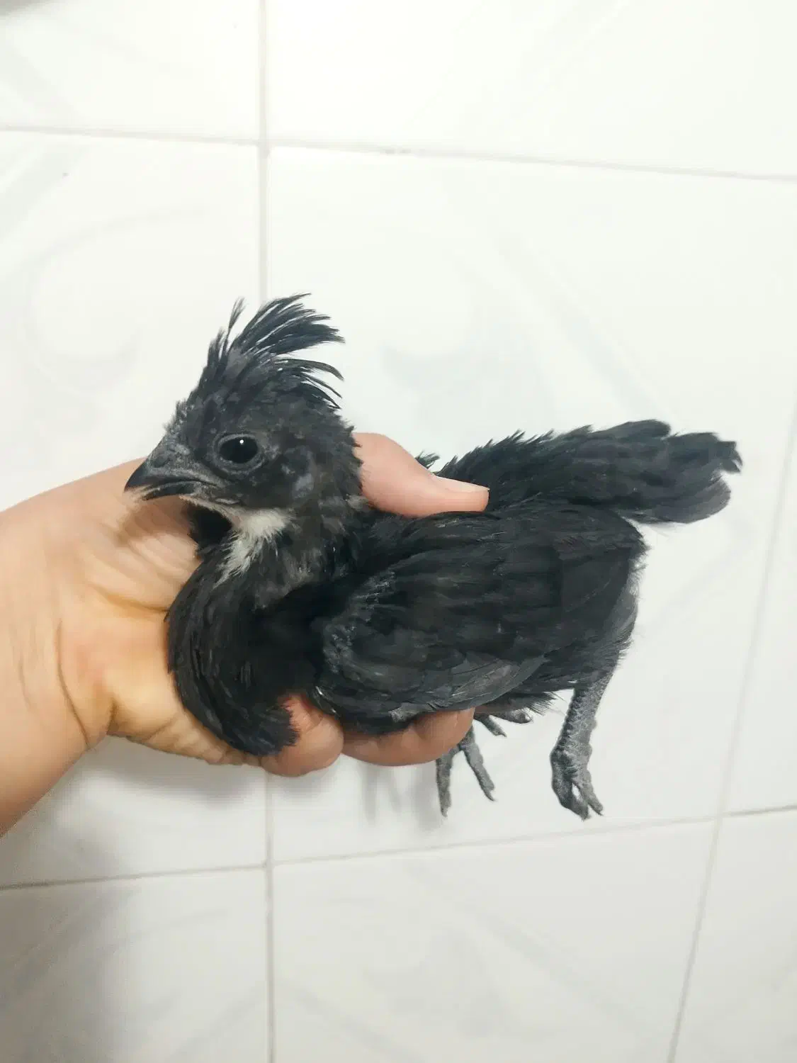 جوجه ابریشمی|حیوانات مزرعه|مشگین شهر, |دیوار