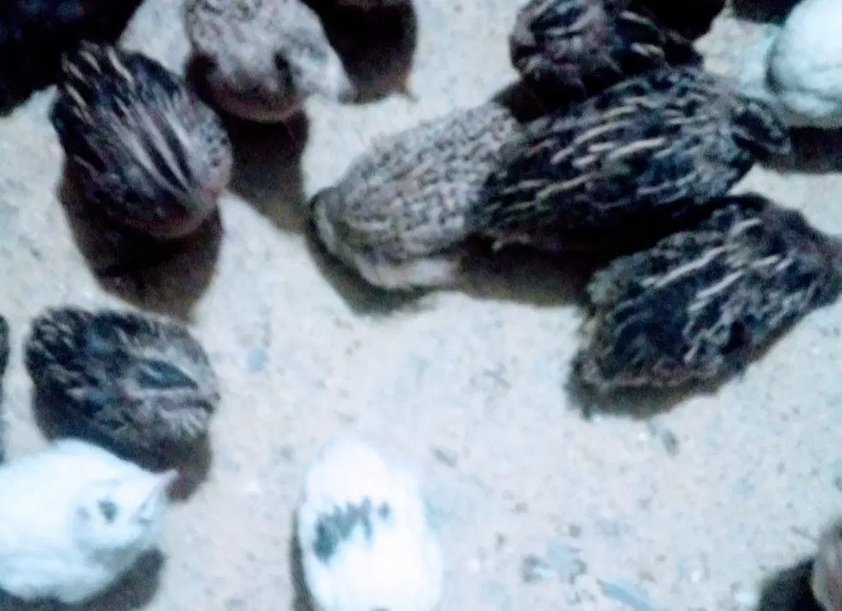 حیوانات خانگی عموحسن|اسباب‌بازی بچه|قائن, |دیوار