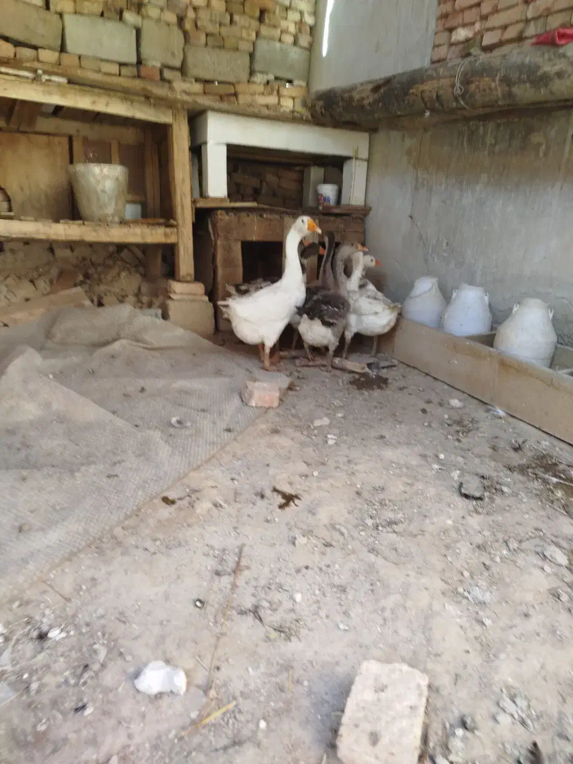 فروش غاز محلی و قو|حیوانات مزرعه|مهاباد (آذربایجان غربی), |دیوار