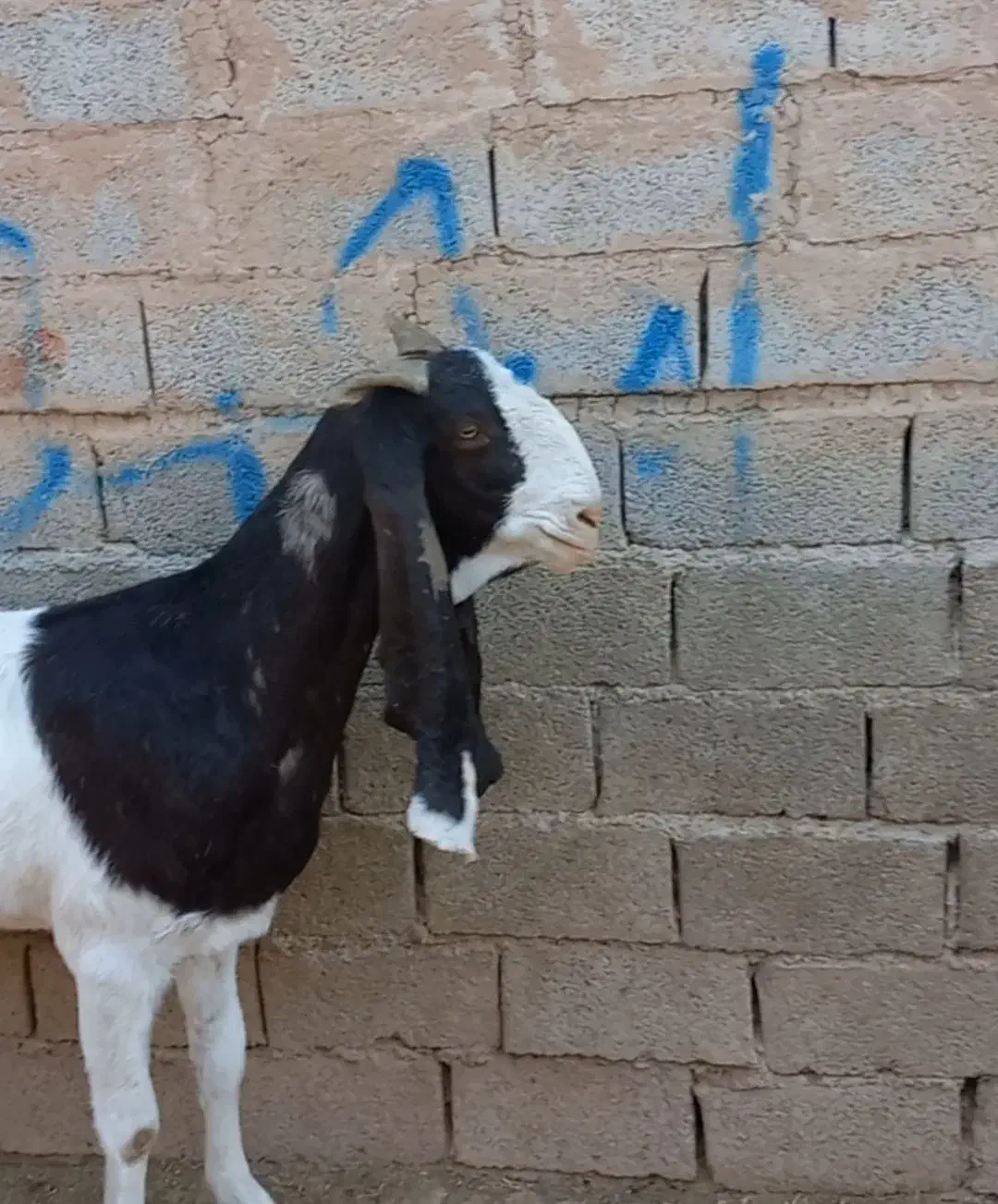 ۲عددبزپاکستانی ماده|حیوانات مزرعه|اهواز, فرهنگ شهر|دیوار