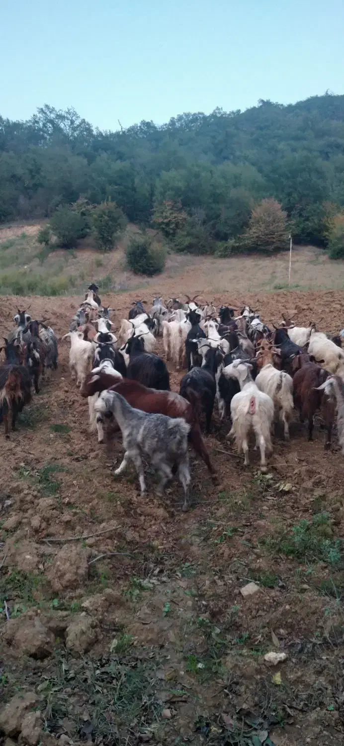 بزهای ابست سینه کرده و نر بزغاله و ماده بزغاله|حیوانات مزرعه|مینودشت, |دیوار