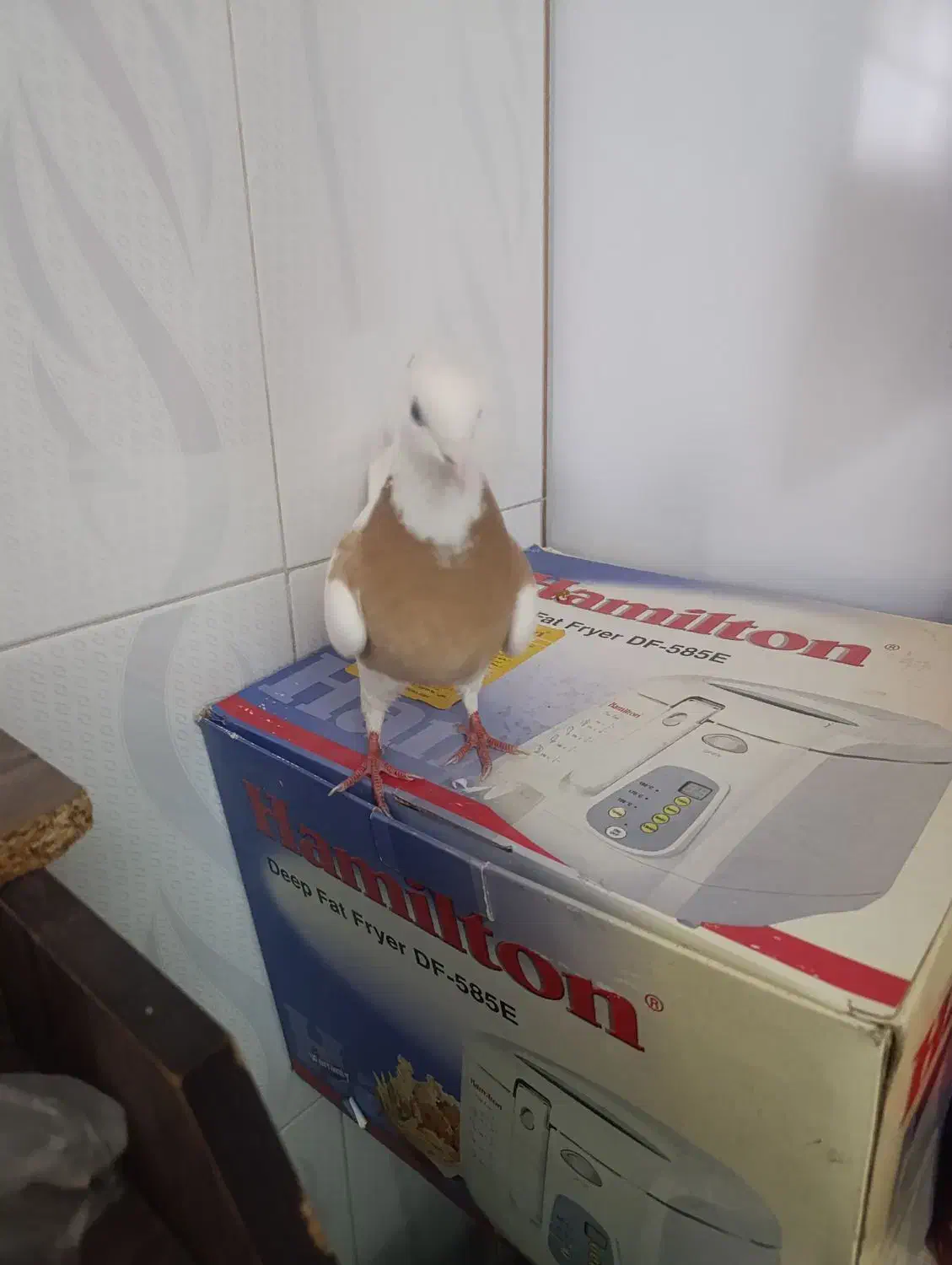 کبوتر طوق زرد|پرنده|مرودشت, فیروزی|دیوار