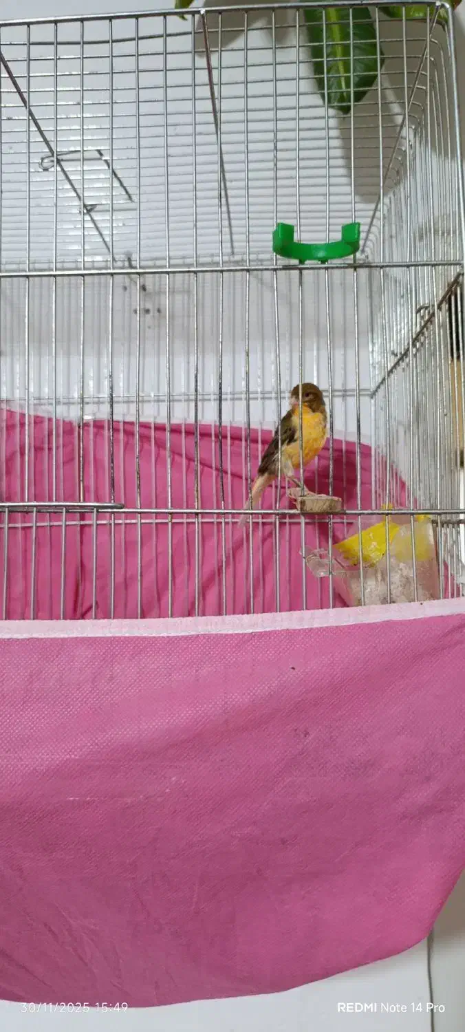 فروش قناری|پرنده|آباده, |دیوار