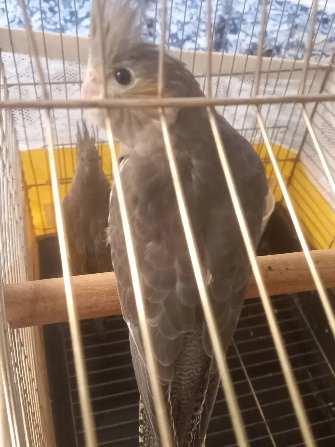 عروس هلندی|پرنده|اسلام‌شهر, شهرک سعیدیه|دیوار