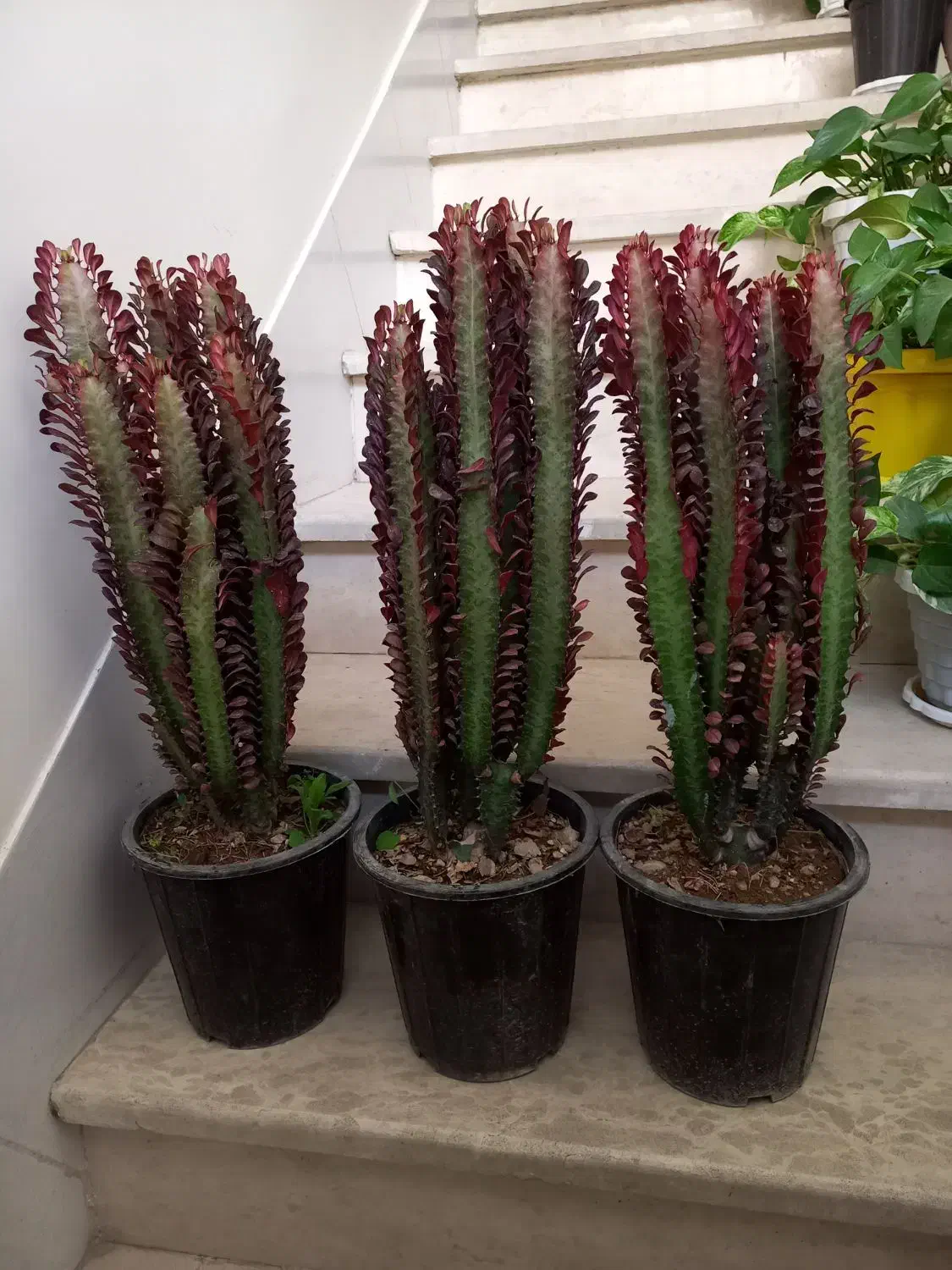 افوربیا|گل و گیاه طبیعی|اصفهان, شمس آباد|دیوار