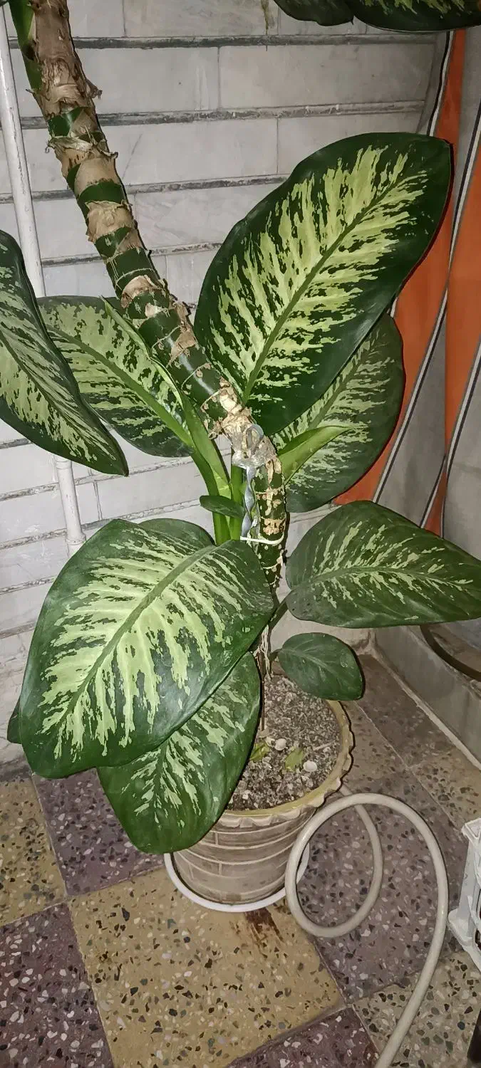 گل دیفن|گل و گیاه طبیعی|اندیمشک, |دیوار