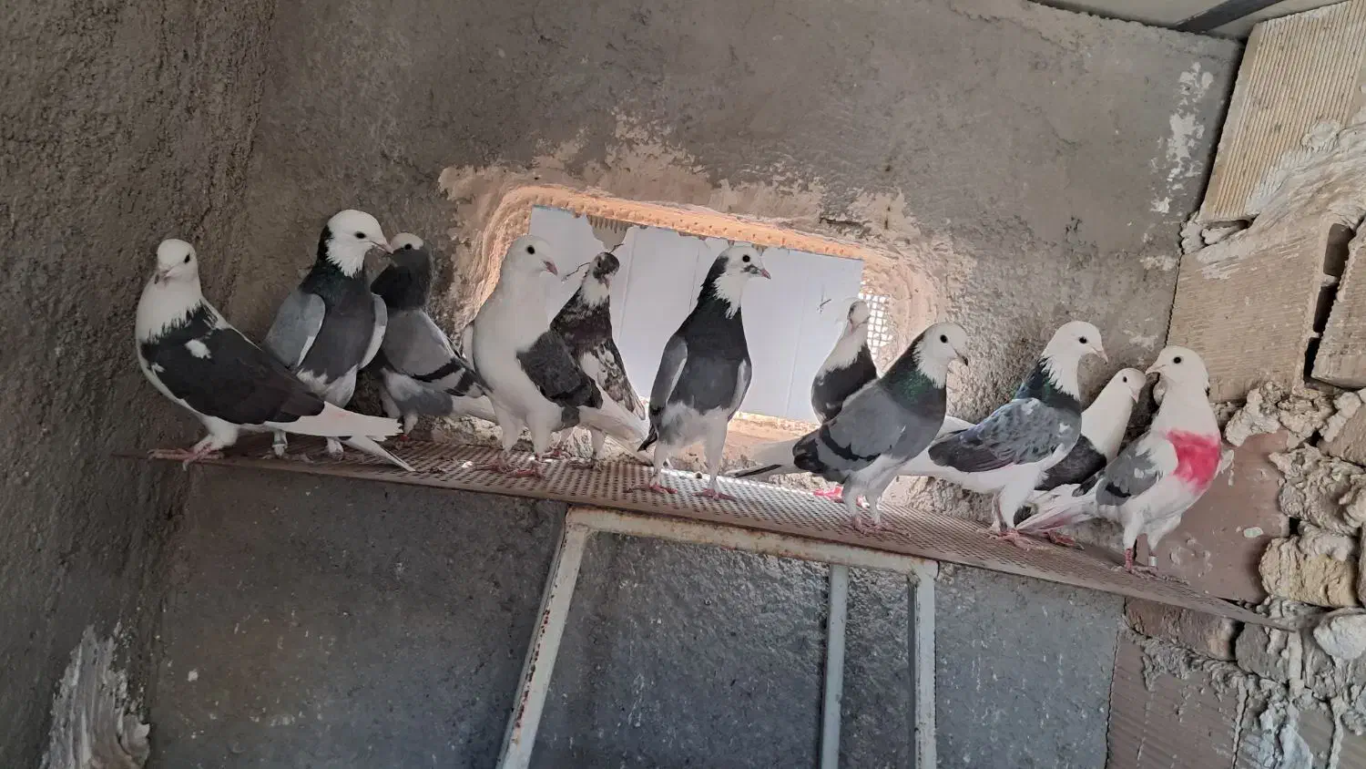 کفتر یا کبوتر پرشی|پرنده|پاکدشت, پاکدشت (مامازند)|دیوار