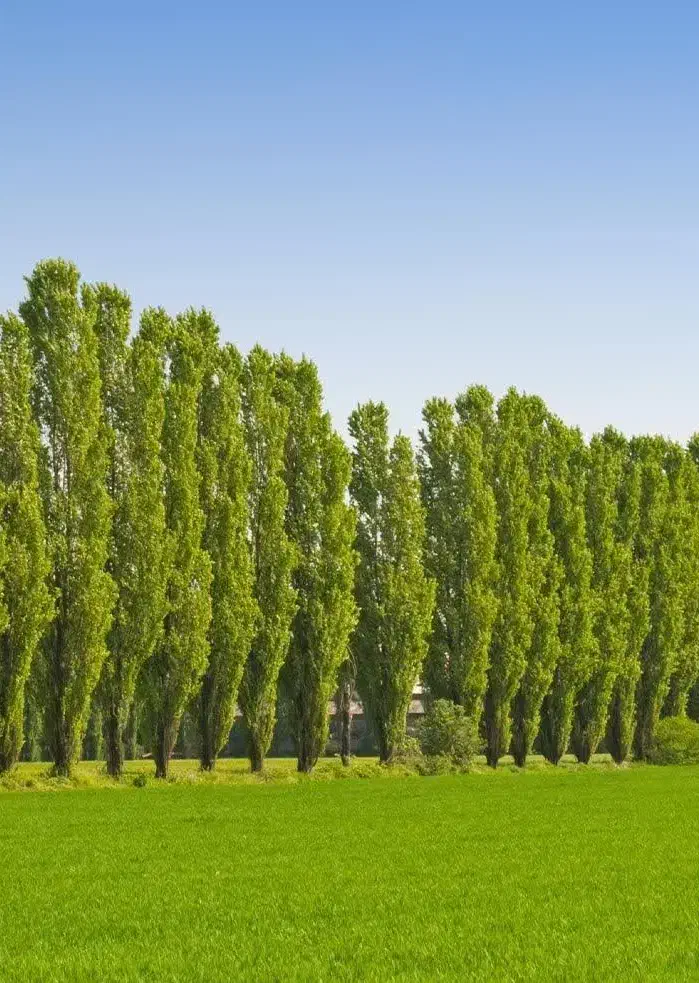 تولید وارائه نهال سنوبر تبریزی ۳ متری|خدمات باغبانی و درختکاری|صائین قلعه, |دیوار