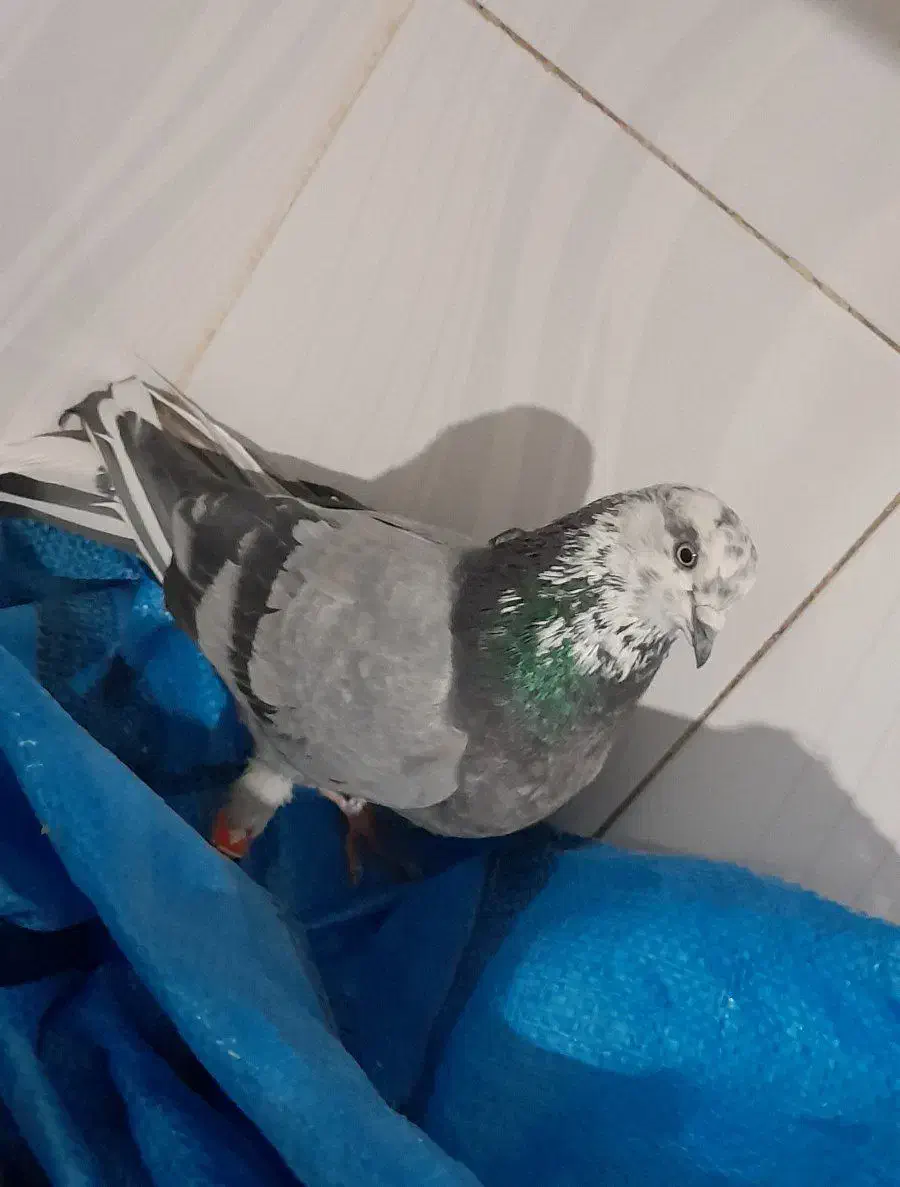 فروش ۴ عدد کبوتر|پرنده|خرمدره, |دیوار