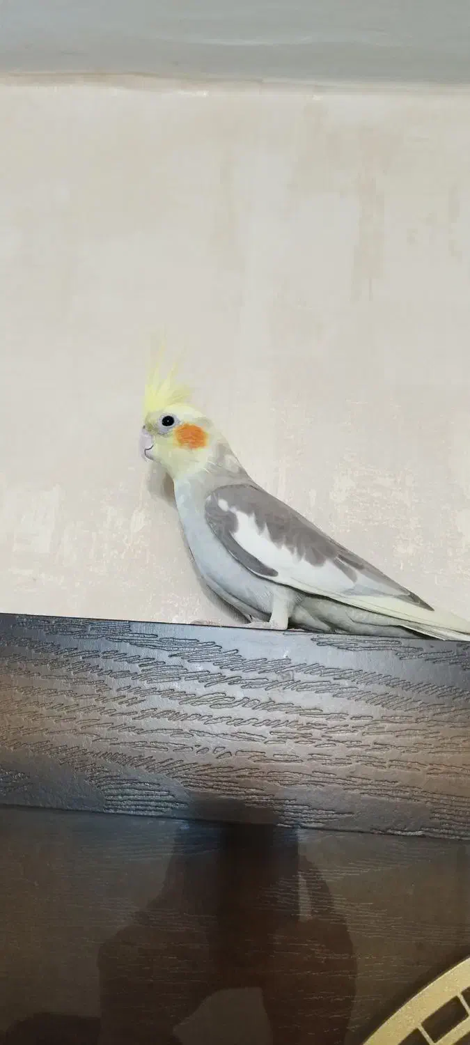 یک عدد عروس هلندی|پرنده|رشت, پارک شهر|دیوار