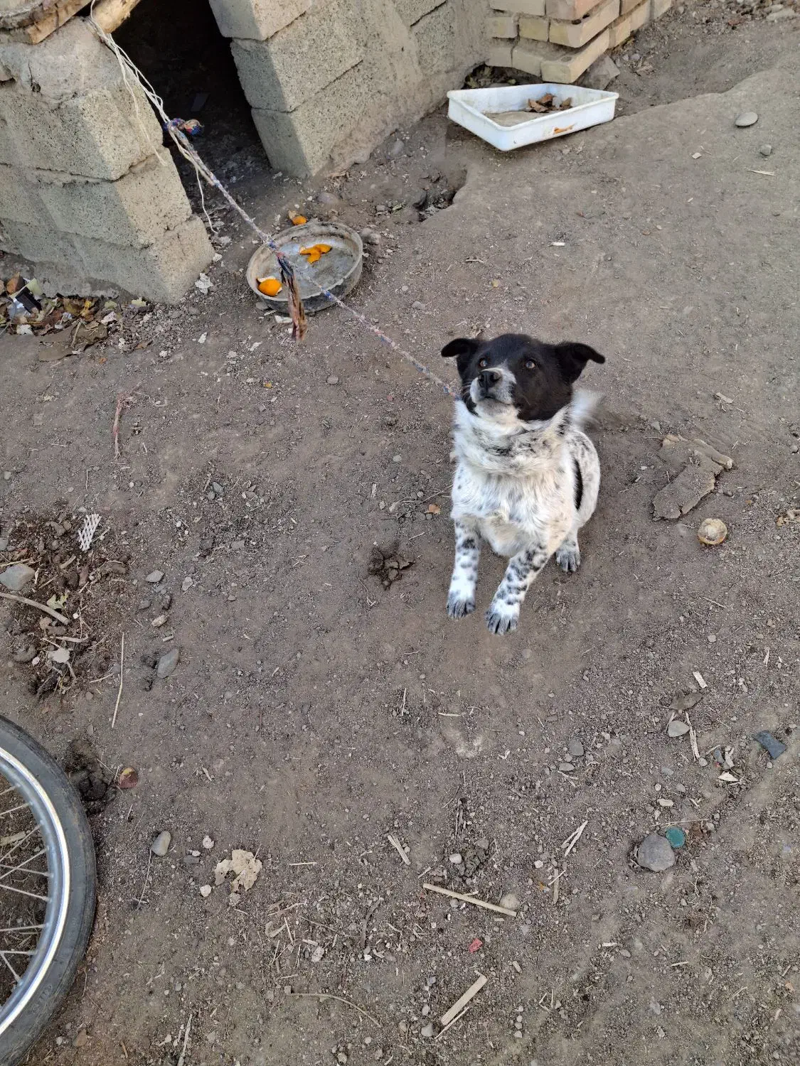 سگ پاکوتاه|حیوانات مزرعه|کوراییم, |دیوار