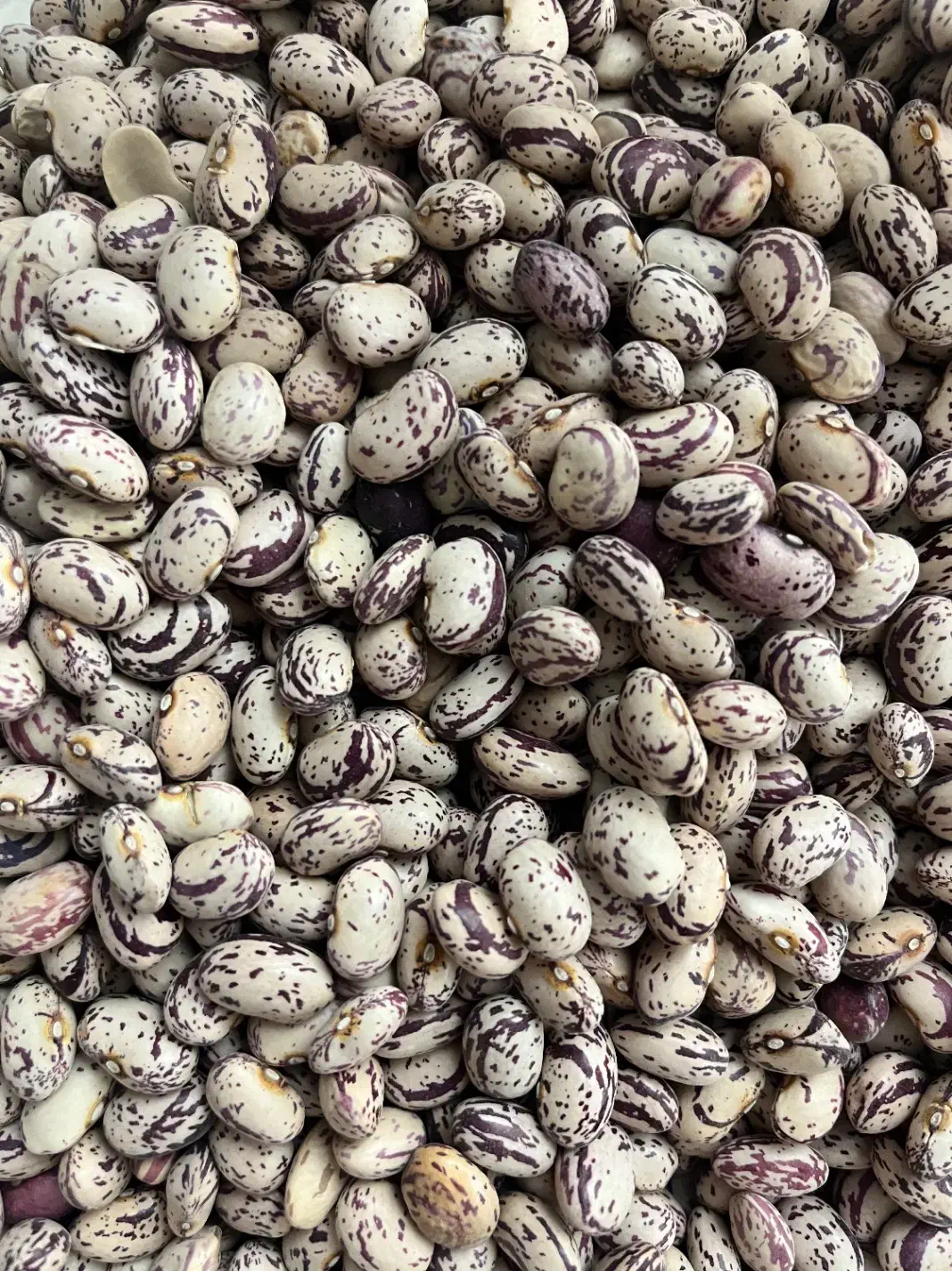 پخش عمده لوبیا چیتی تخم مرغی بوجاری شده|خوردنی و آشامیدنی|کرج, شهرک فهمیده|دیوار