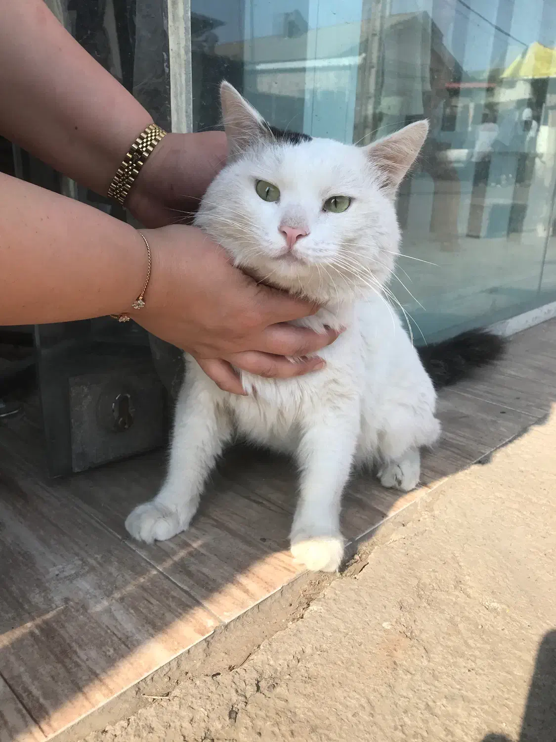 فروش گربه پرشین وان ترکیش نر|گربه|رشت, یخسازی|دیوار