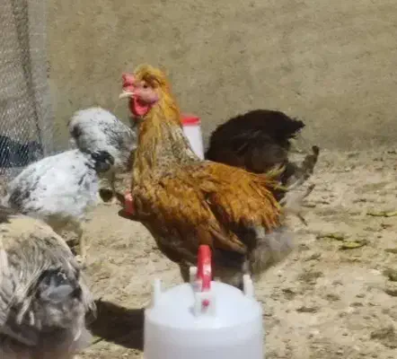 خروس زیبا و بزرگ کاکلی|حیوانات مزرعه|رزن, |دیوار