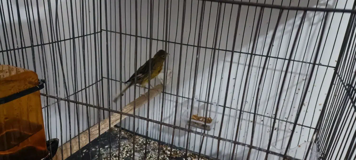 قناری ماده|پرنده|پاکدشت, پاکدشت (مامازند)|دیوار