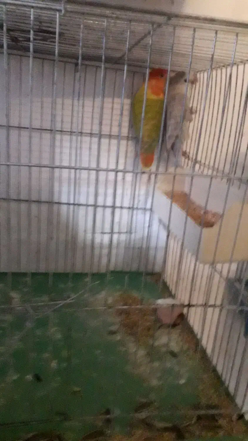 طوطی برزیلی|پرنده|زنجان, |دیوار