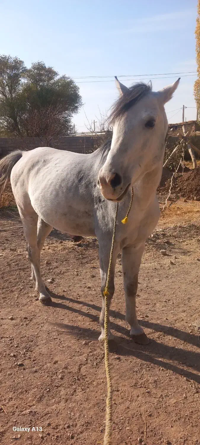 اسب نریان کورد|اسب و تجهیزات اسب‌سواری|زنجان, |دیوار