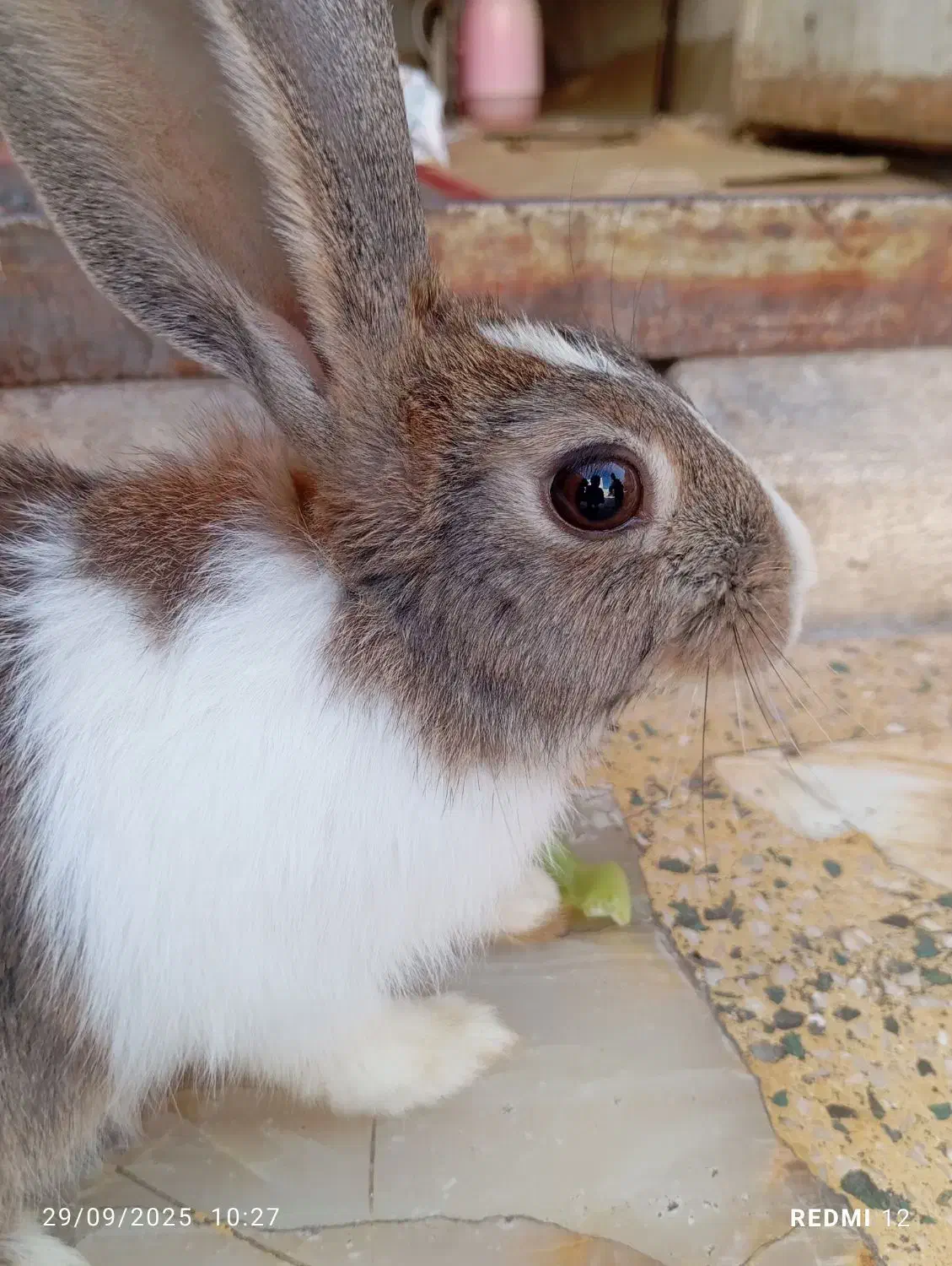 خرگوش معاوضه با پرنده مرغ عشق و...|موش و خرگوش|کازرون, |دیوار