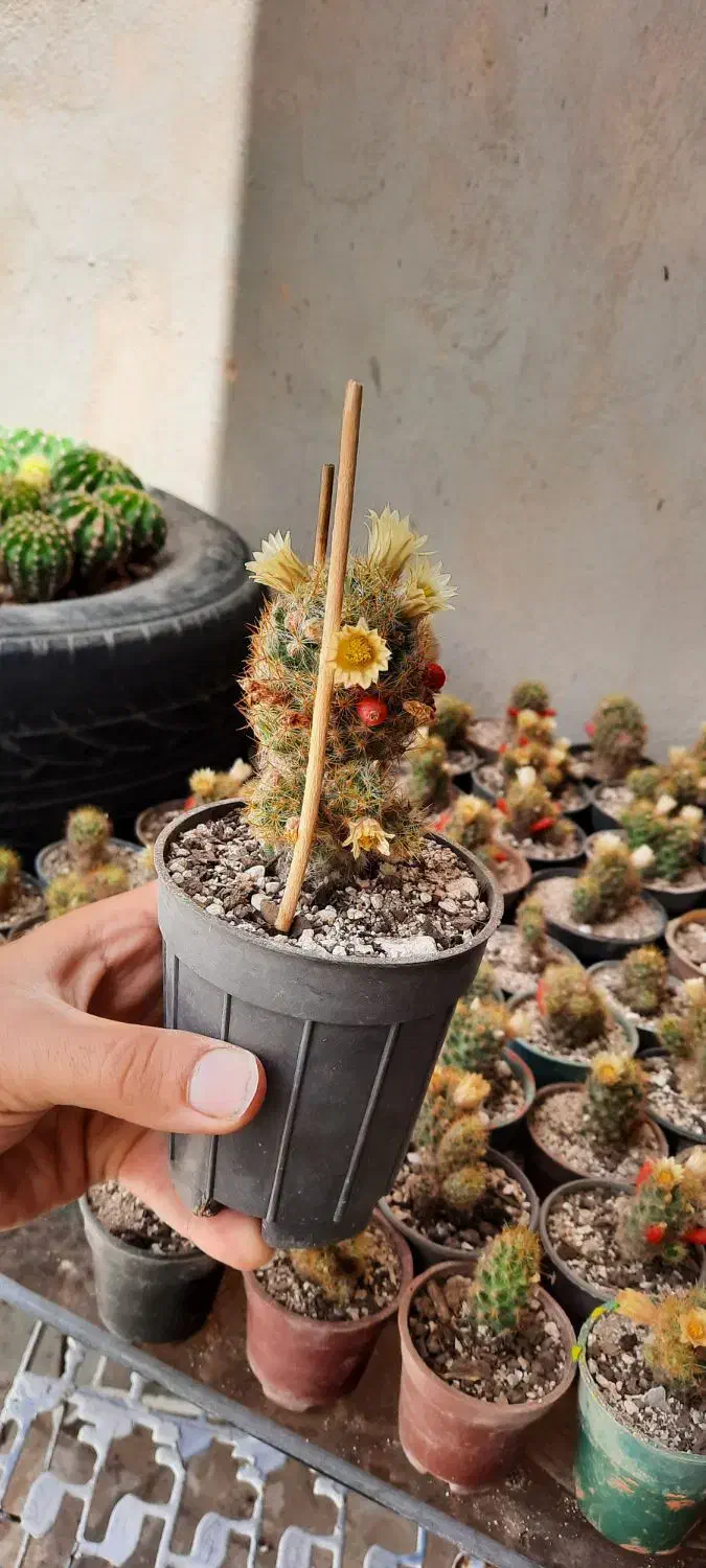 کاکتوس مامیلاریا|گل و گیاه طبیعی|فولادشهر, C4|دیوار