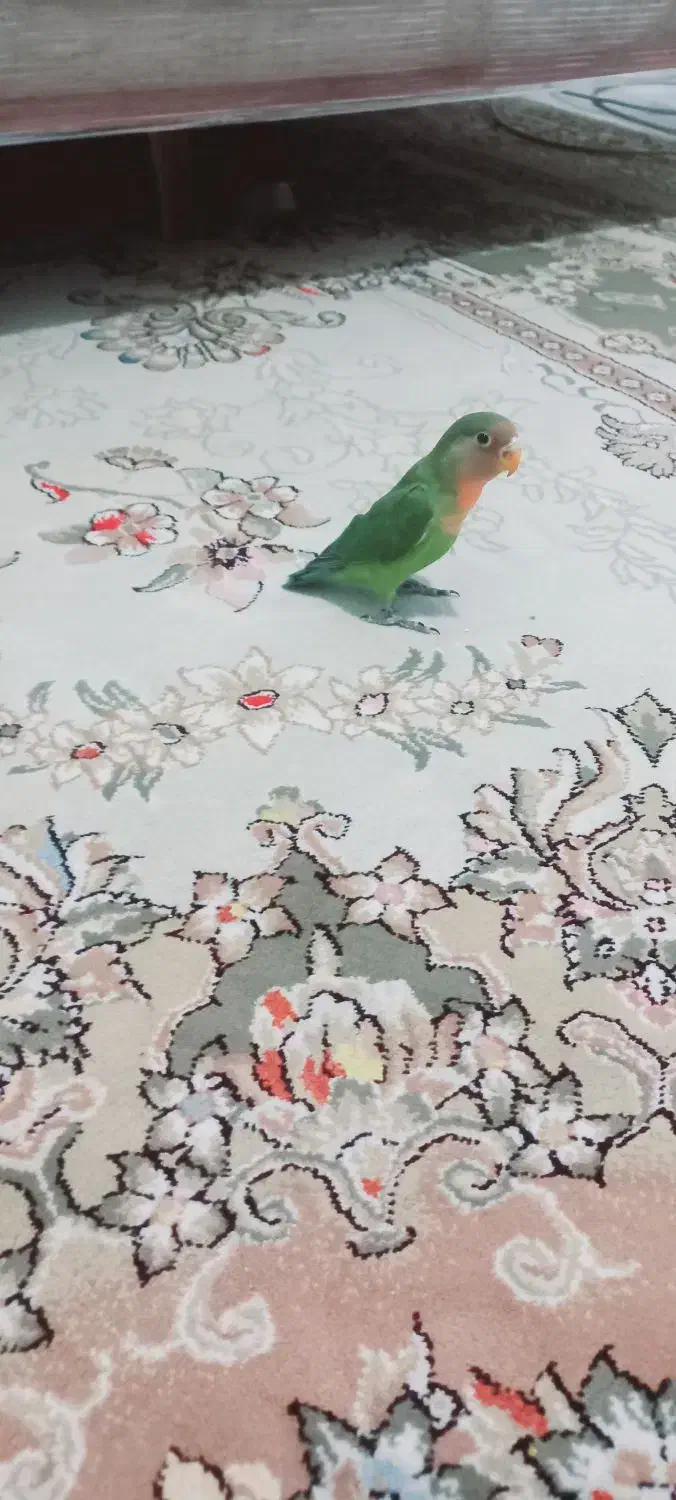 طوطی برزیلی|پرنده|قدس, شهر‌قدس|دیوار