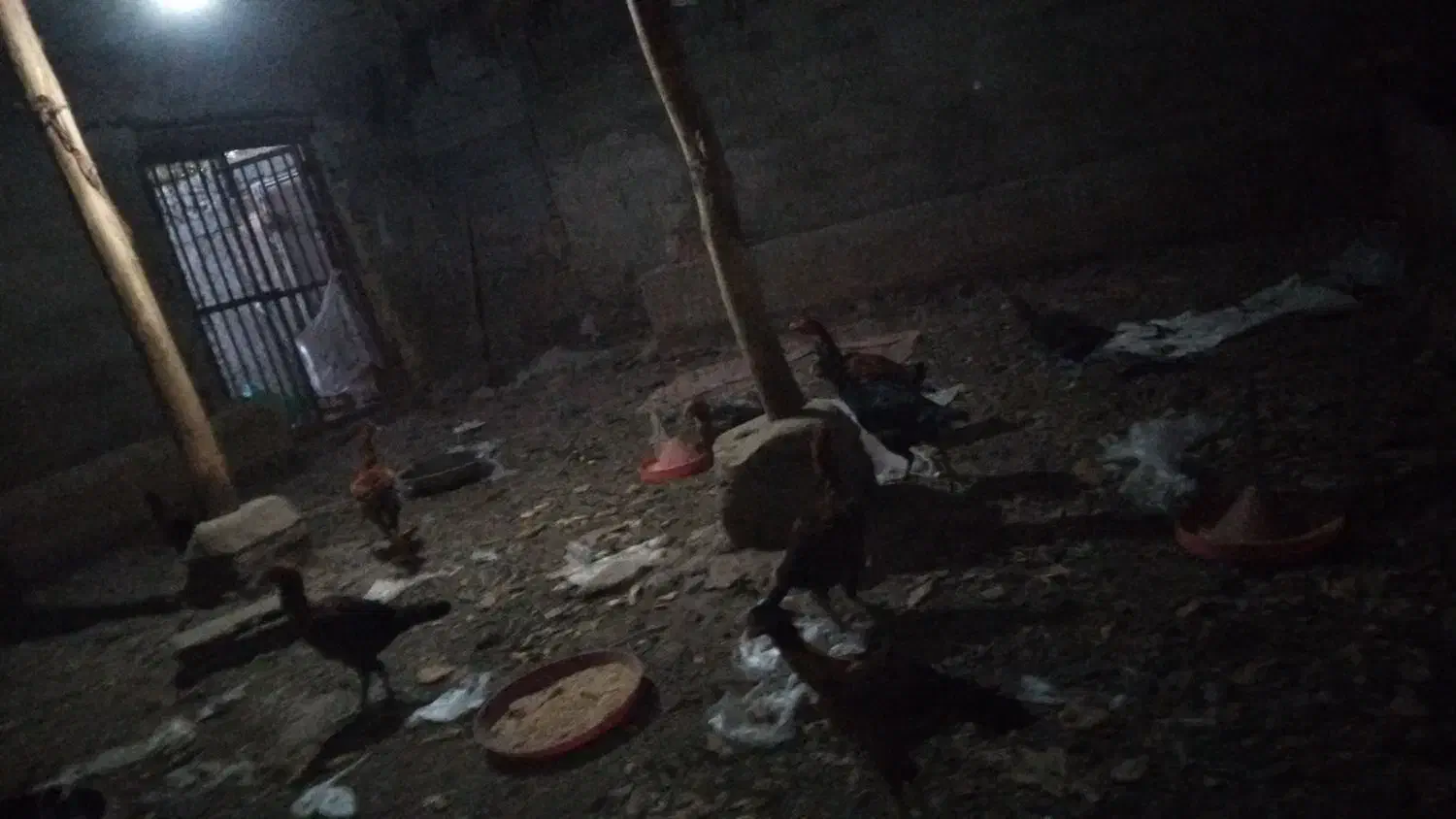 مرغ لاری ۱۲ عدد ۲عدد خوروس اصل لاری بقیه مرغ|حیوانات مزرعه|عجب شیر, |دیوار