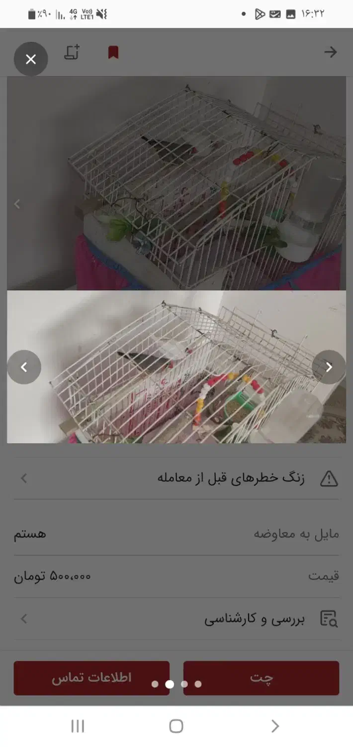 فنچ مرغ عشق یدونه طوطی برزیلی|پرنده|قزوین, |دیوار