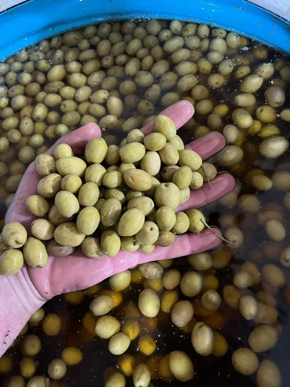 فروش زیتون کلی|خوردنی و آشامیدنی|طارم (زنجان), |دیوار