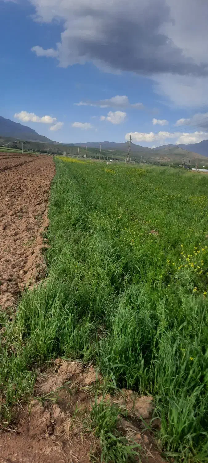 زمین ابی دینور|فروش زمین و ملک کلنگی|دینور, |دیوار