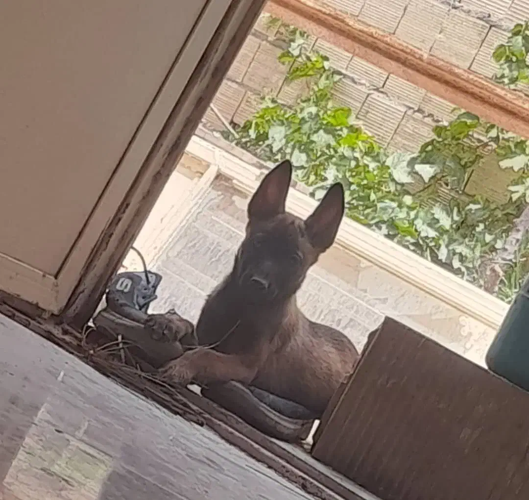 مالینیوز گم شده خدای بخونید|حیوانات|سیرجان, |دیوار