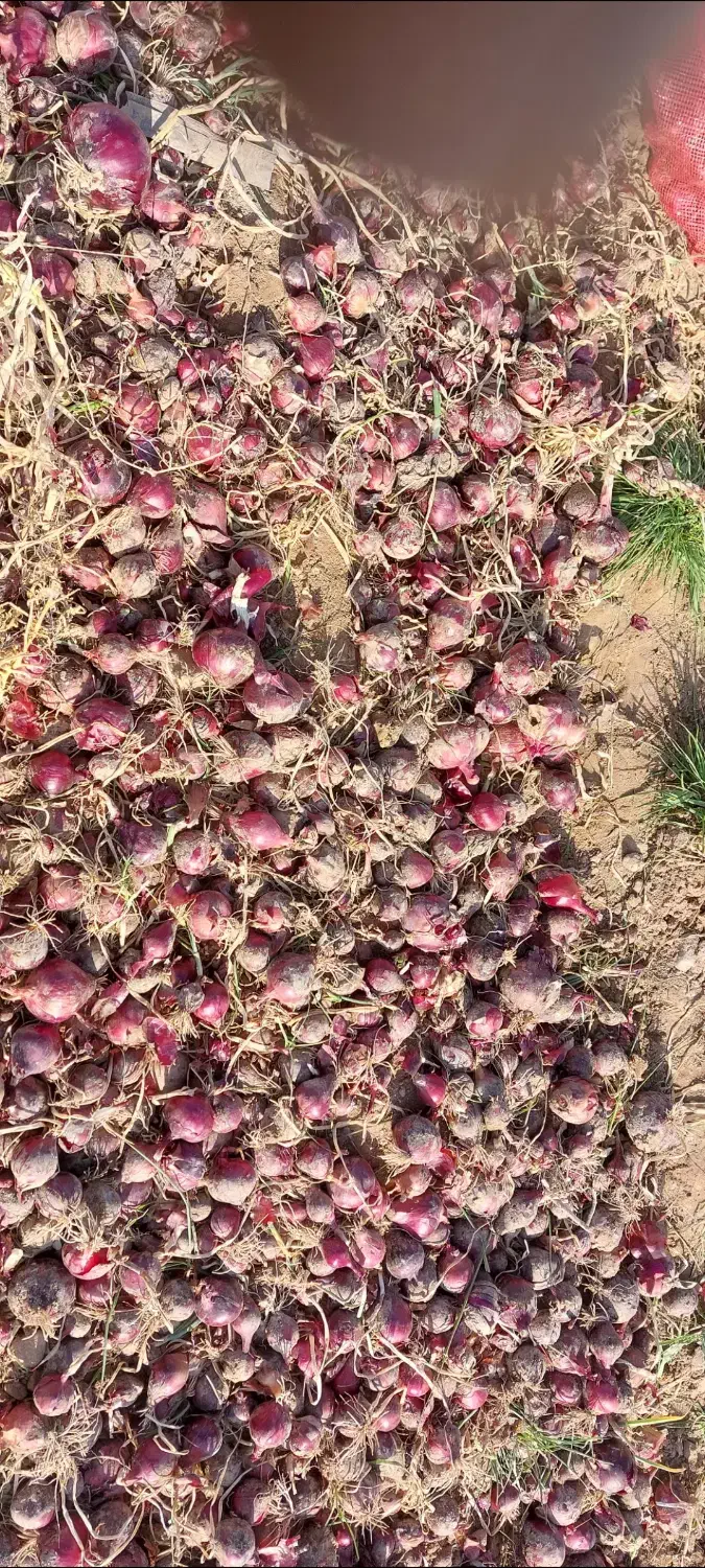 پیاز|خوردنی و آشامیدنی|مشهد, پایین خیابان|دیوار