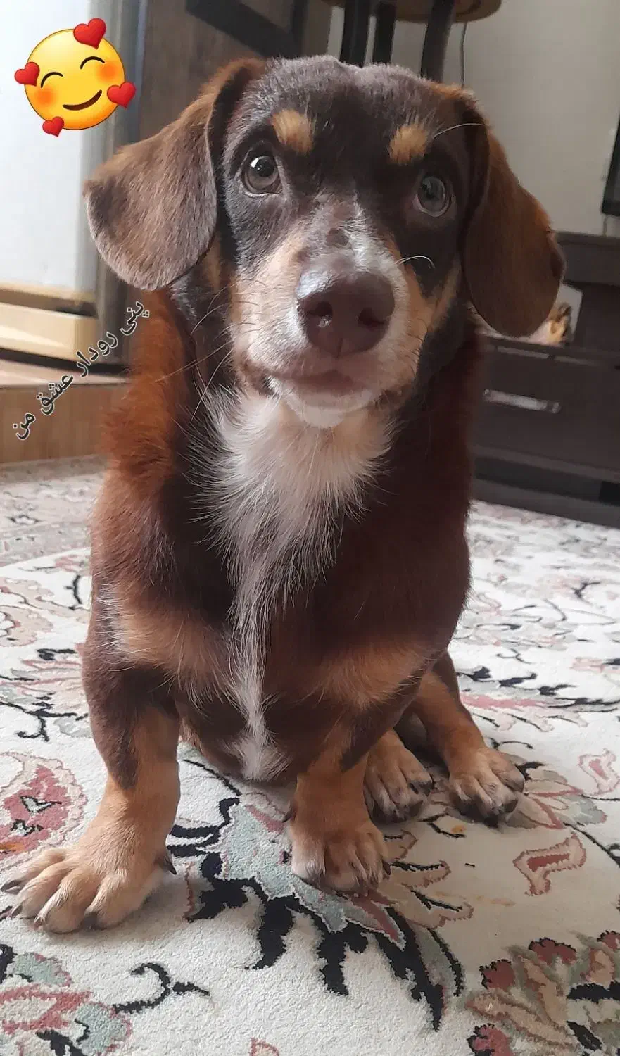 سگ پینچر انگلیسی پاکوتاه کوتوله|سگ|کرمانشاه, |دیوار