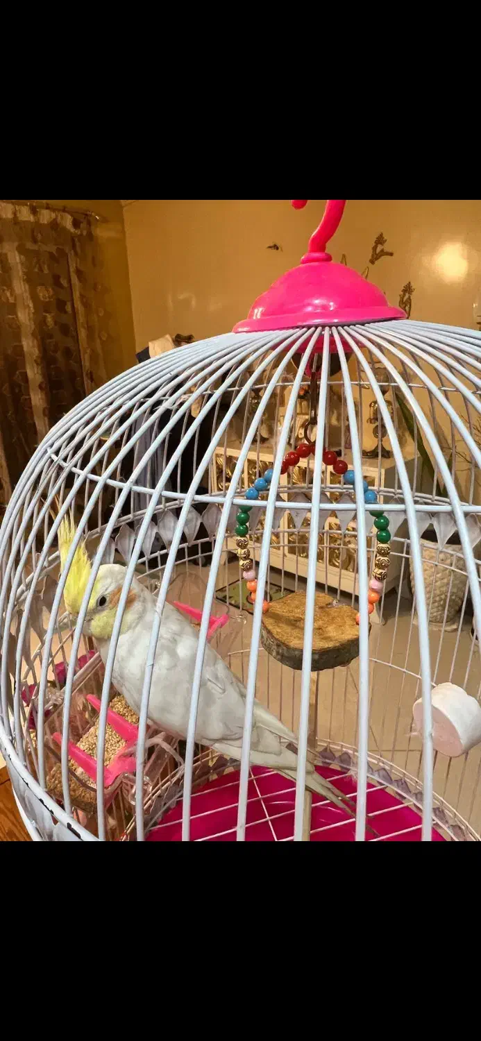 عروس هلندی سخنگو|پرنده|کیش, |دیوار