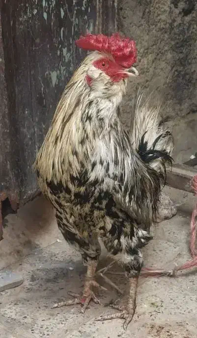 خروس گلین|حیوانات مزرعه|محمدیه-قزوین, |دیوار