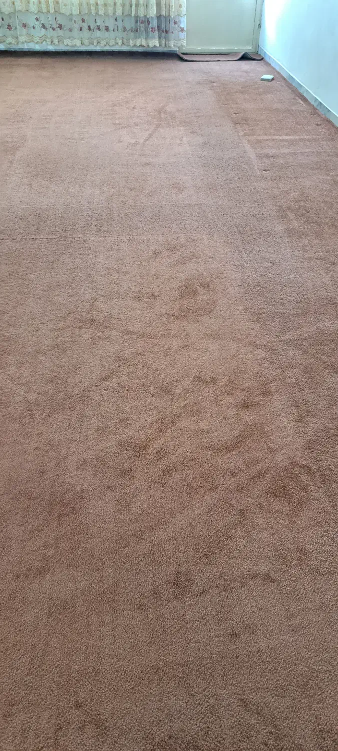 پالاز موکت|موکت|کنگاور, |دیوار