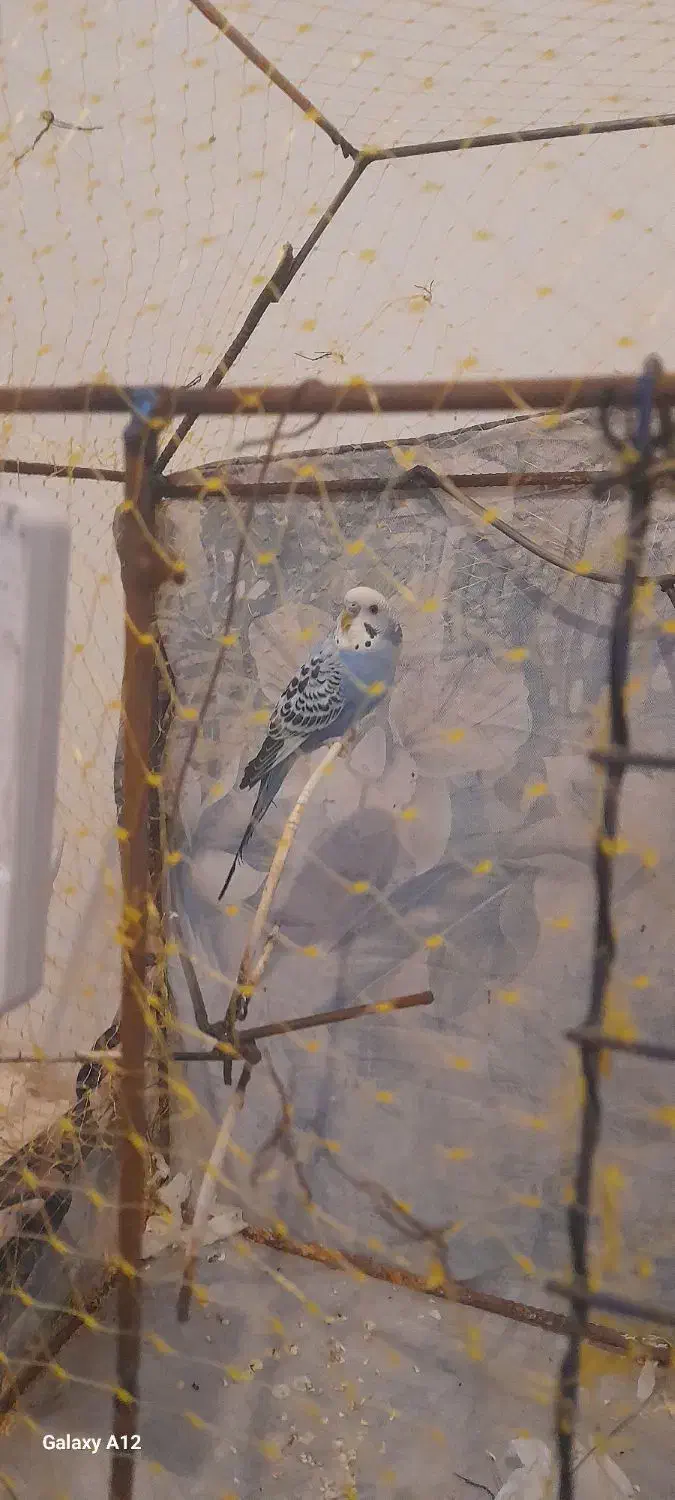 مرغ عشق|پرنده|ابهر, |دیوار