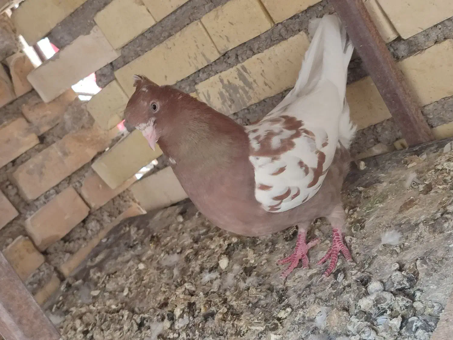 کبوتر رنگی ماده|پرنده|شوشتر, |دیوار