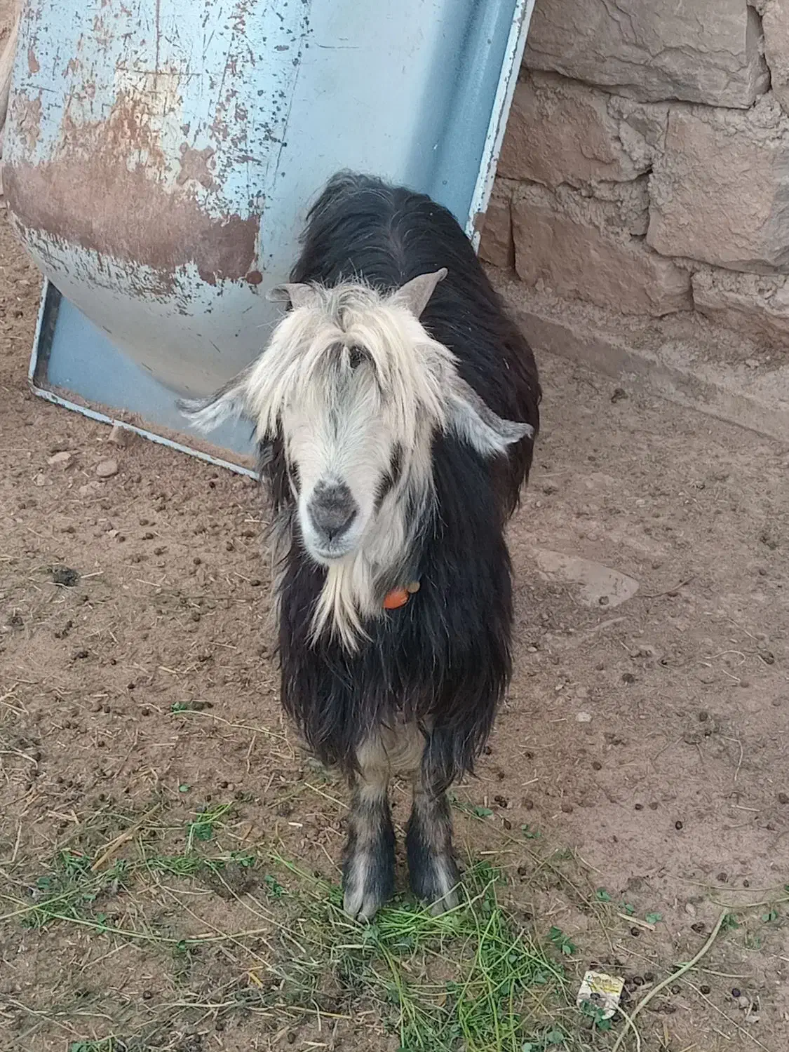 تیشتر ماده|حیوانات مزرعه|مسجد سلیمان, |دیوار