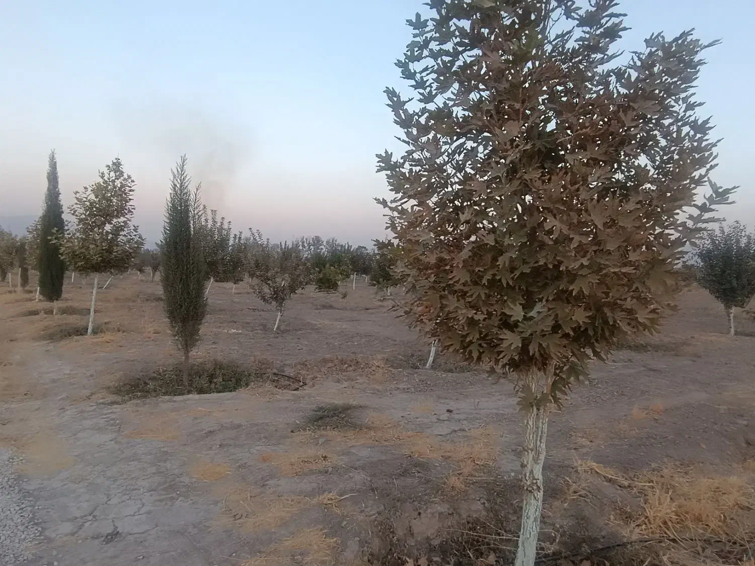 فروش باغ شهری جونجان|فروش زمین و ملک کلنگی|مرودشت, ده بید|دیوار