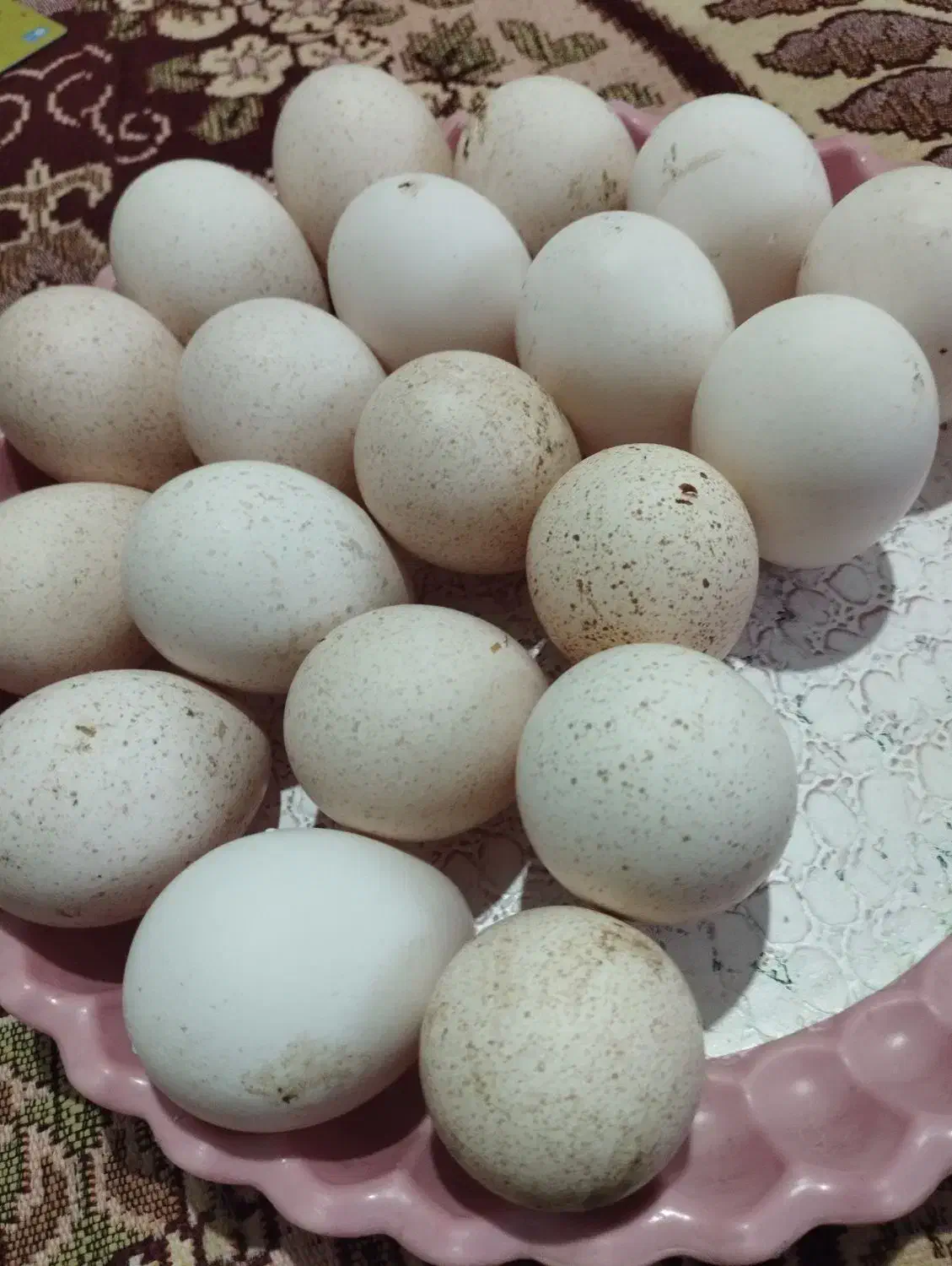 تخم بوقلمون|حیوانات مزرعه|صالح آباد, |دیوار