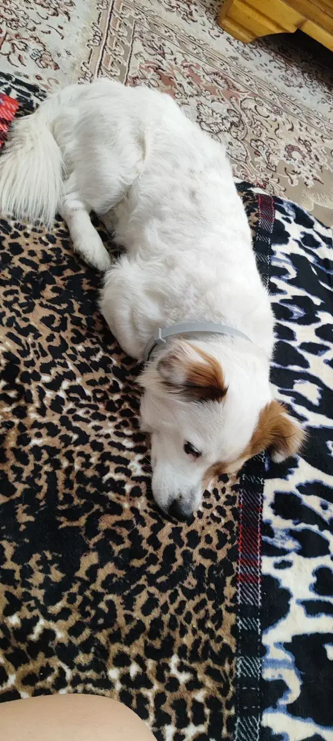 دزدیده شده|حیوانات|رشت, گلسار|دیوار