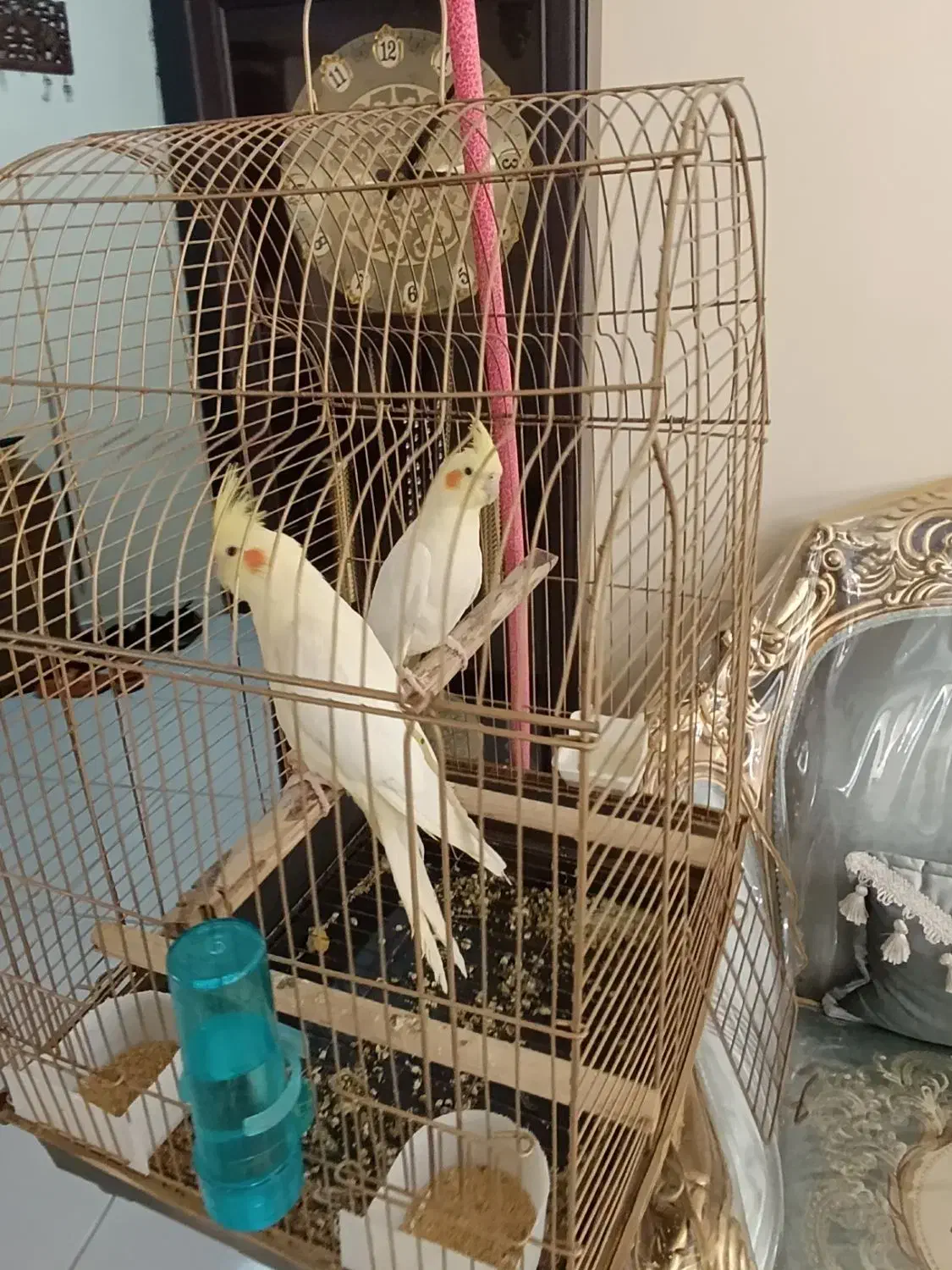 لوتینو تازه دونخور جوجه  سه ماه|پرنده|تهران, افسریه شمالی|دیوار