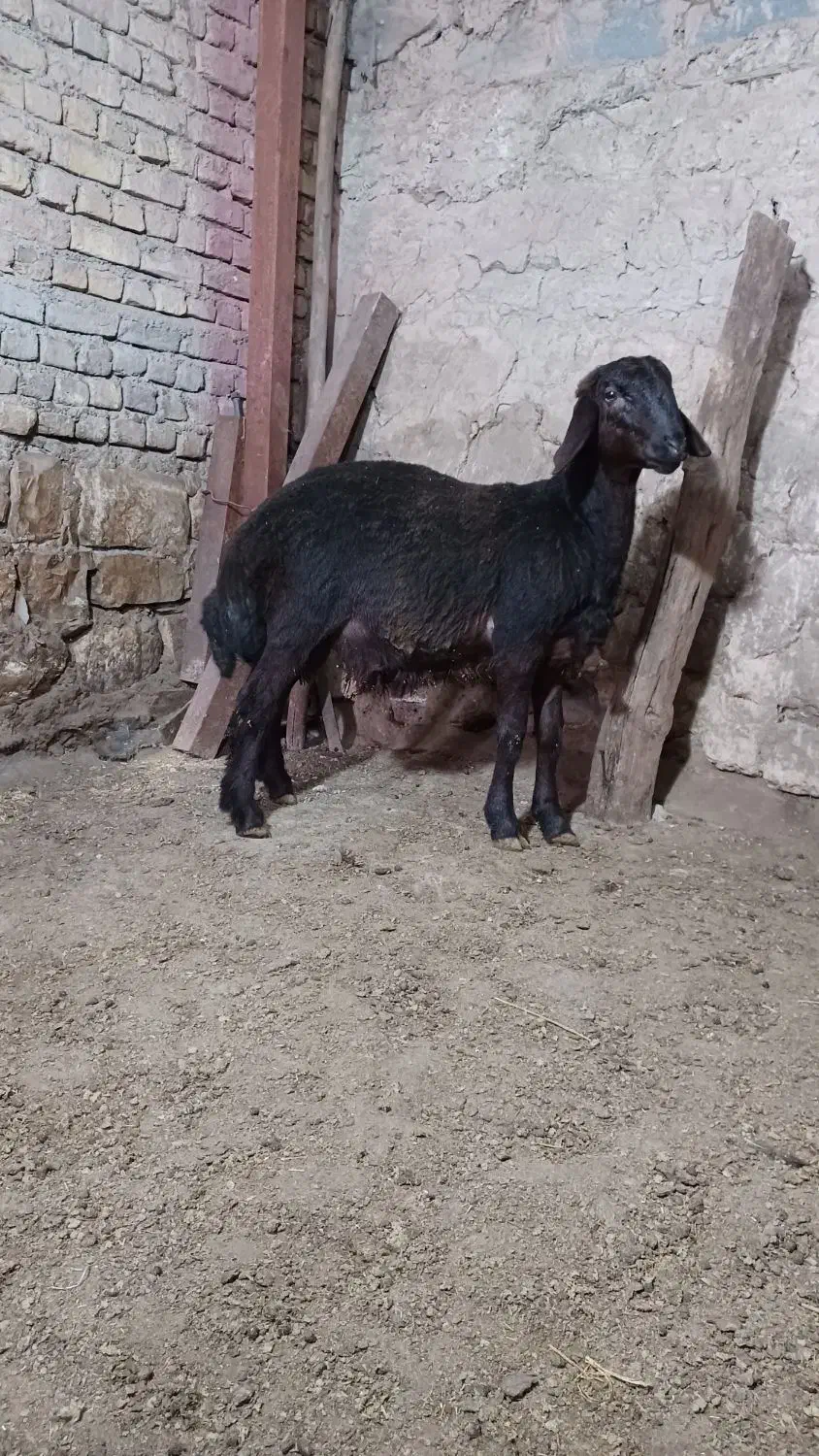 بره قوچ هموزایگوت|حیوانات مزرعه|کالپوش, |دیوار