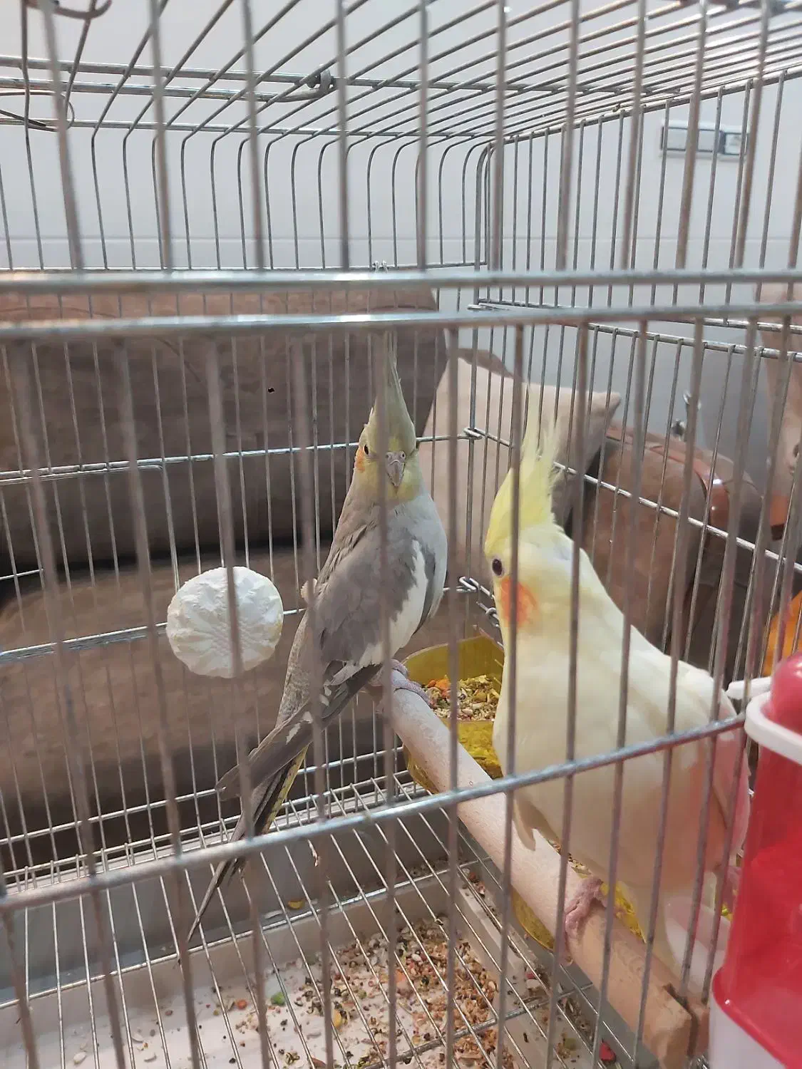 عروس هلندی|پرنده|یزد, |دیوار