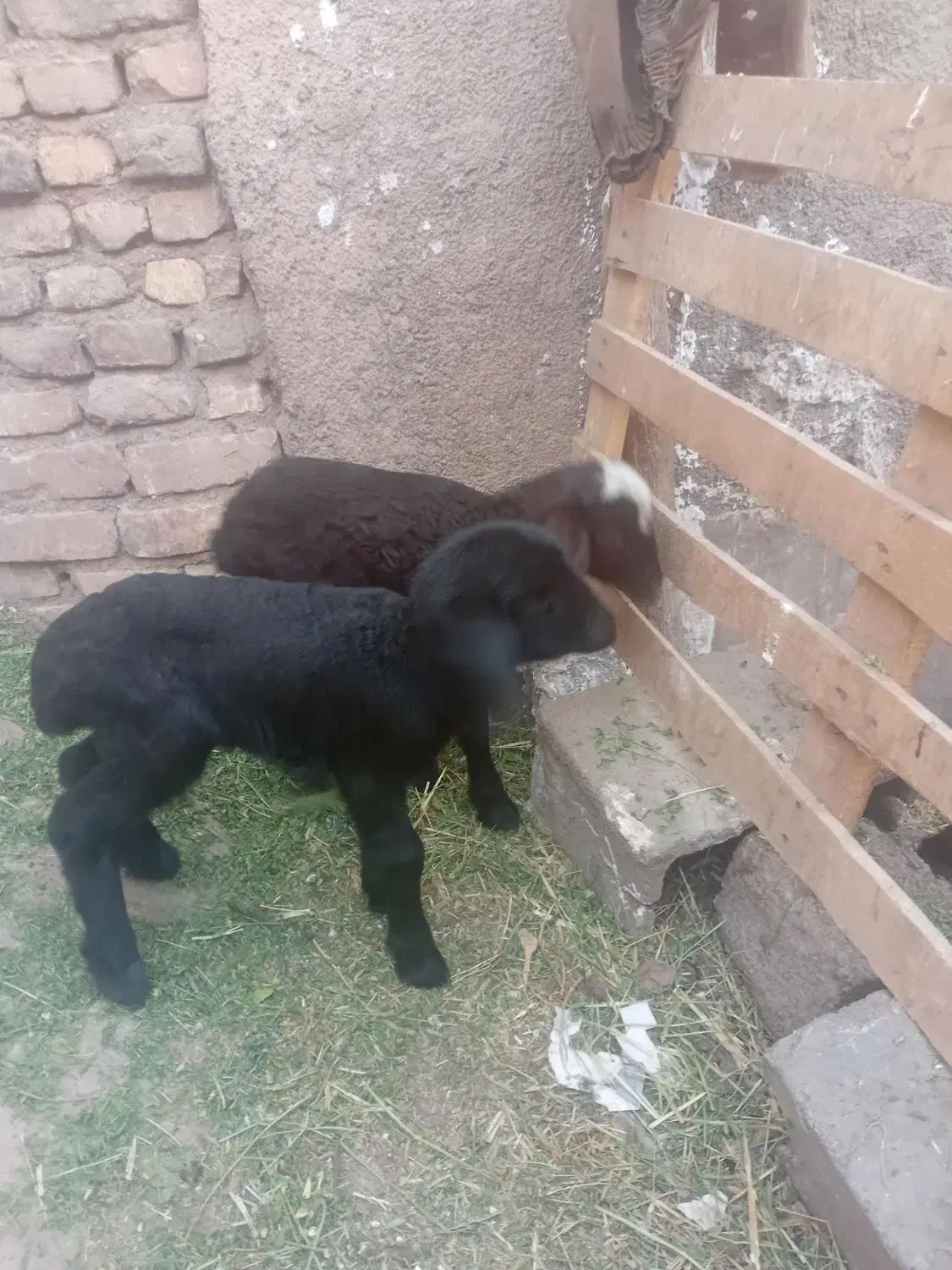 فروش بره شیری|حیوانات مزرعه|سمنان, |دیوار