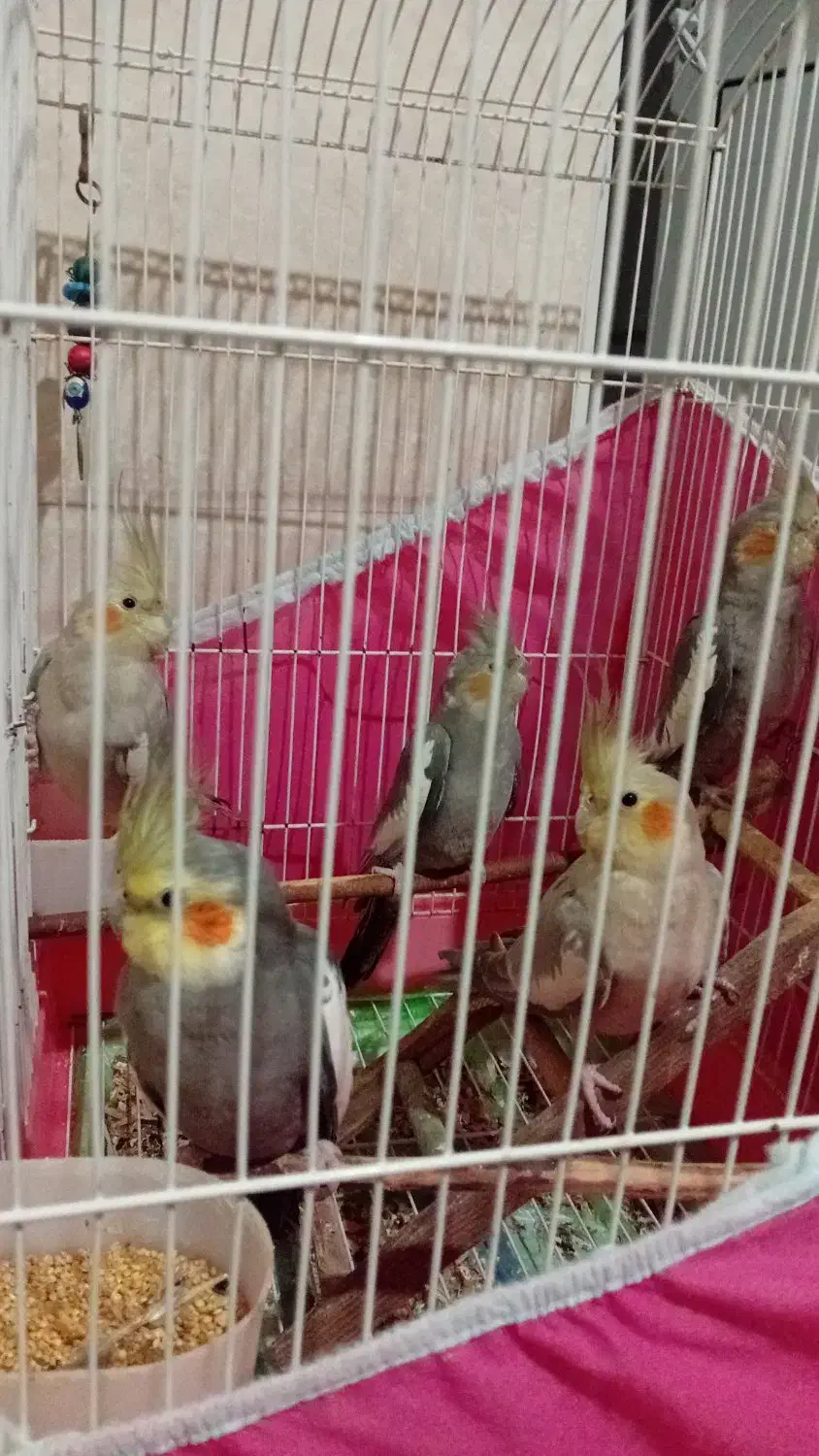 پرنده عروس|پرنده|رشت, جماران|دیوار