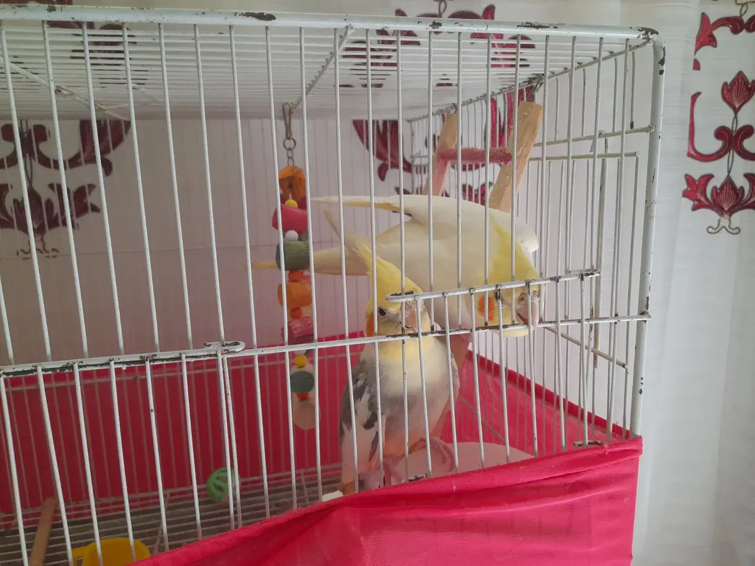 طوطی عروس .رام سخنگو.اواز خوان.بالغ|پرنده|فریدون‌کنار, |دیوار