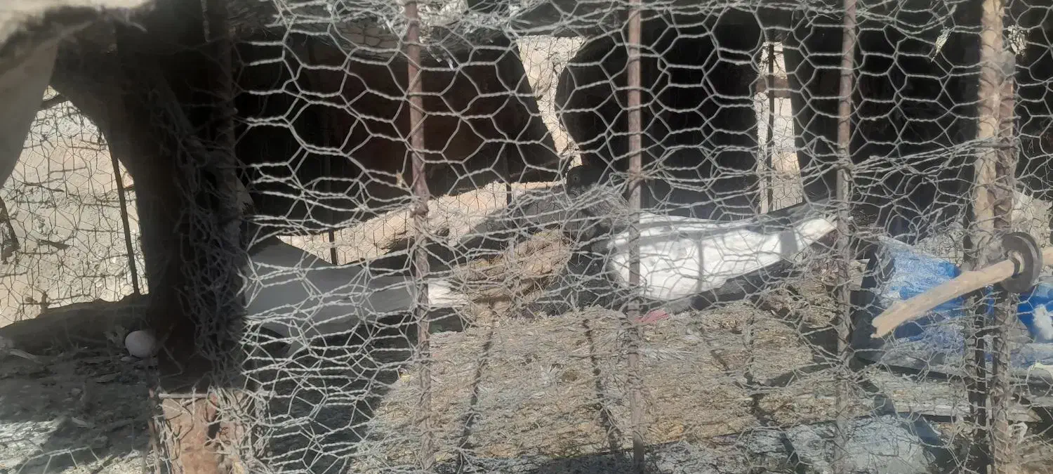 توافقی|پرنده|آبدانان, |دیوار